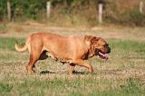 DOGUE DE BORDEAUX 417